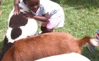 A Journey into the World of Animal Companions
