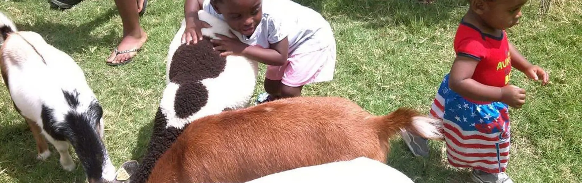 Pet Zoos: A Journey into the World of Animal Companions