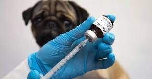 What Pet Insurance Really Covers When it Comes to Vaccines