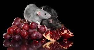 Can Pet Rats Eat Grapes?