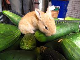 The Crunchy Conundrum: Can Pet Rabbits Munch on Cucumbers?