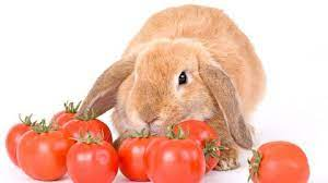 The Tomato Conundrum: Can Pet Rabbits Eat Tomatoes?