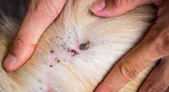 Unraveling the Mystery: Can Pet Fleas Make a Home on Humans?