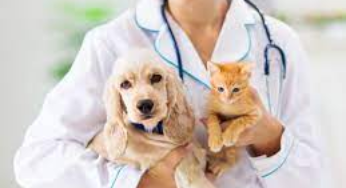 Unraveling the Mystery: Can Pet Insurance Drop You?