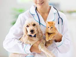 Can Pet Insurance Drop You?