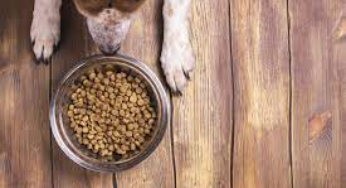 Can Pet Rats Chow Down on Dog Food? Unraveling the Mystery