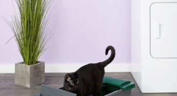 Elevating Feline Hygiene: A Review of the Pet Zone Smart Scoop
