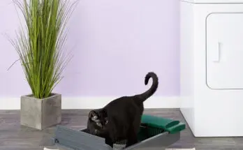 The product can be used indoors