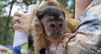 Are Pet Monkeys Legal in Aryland
