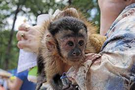 Are Pet Monkeys Legal in Aryland