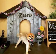 The Ultimate Guide to Zuri Pet Spa Boarding