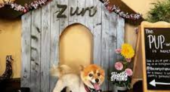 The Ultimate Guide to Zuri Pet Spa Boarding