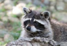 Are Pet Raccoons Legal in Virginia