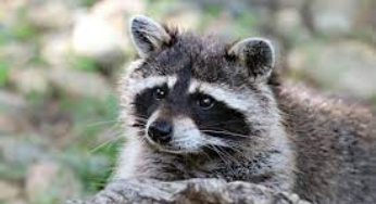 Are Pet Raccoons Legal in Virginia