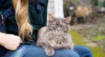 How Pet Cremation Works and What to Expect