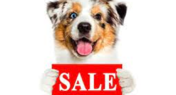 Pet For Sale