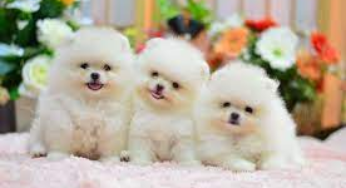 Pet For Sale Near Me