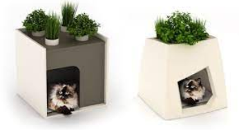 Pet for House Planters: Adding Furry Friends to Your Indoor Jungle