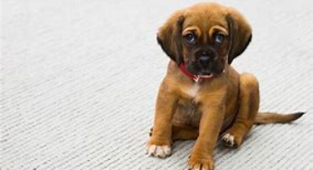 Pet for Sale Online