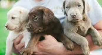 Unlocking the World of Pet Adoption: Navigating Craigslist with Caution