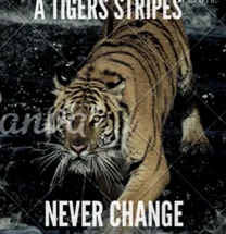 A Tigers Stripes Never Change