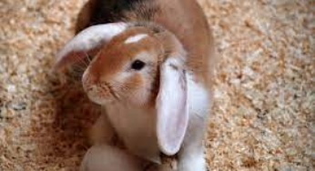 Can Pet Rabbits Live Outside?