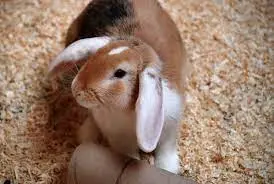 can pet rabbits live outside