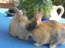 can pet rabbits live outside