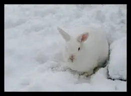 can pet rabbits live outside