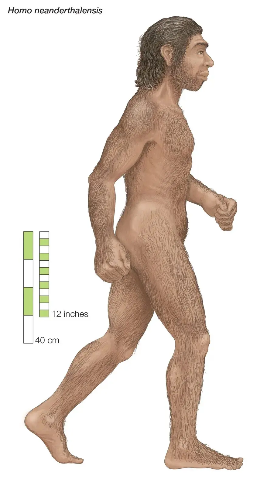 Neanderthal man