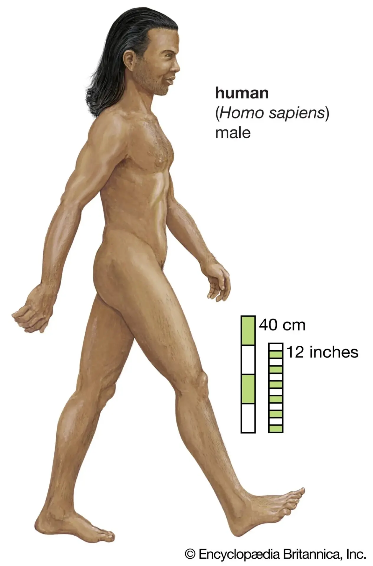 Homo Sapien
