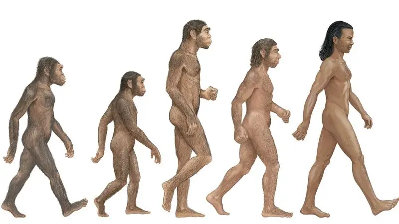 Other Homo Species