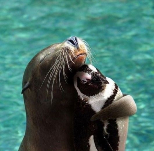 Otter and The penguin: Unlikely animal Friendship