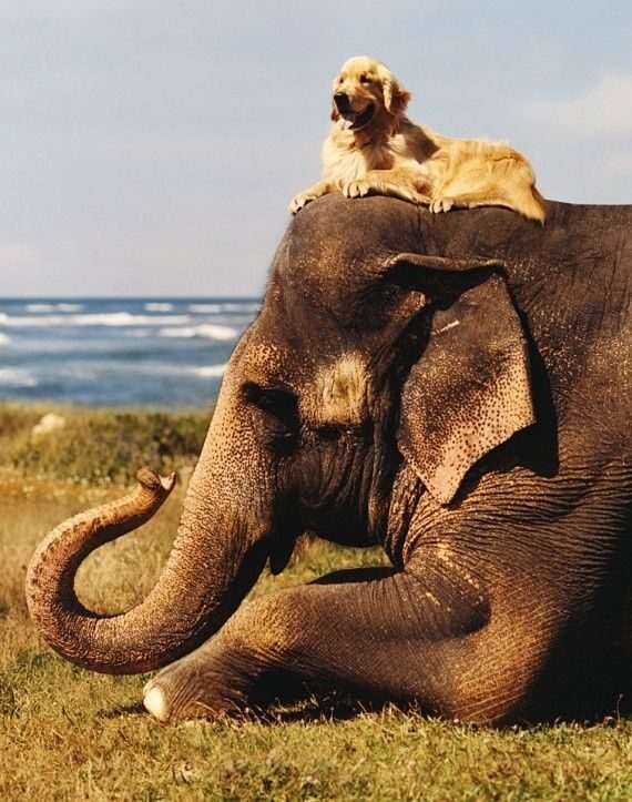Dog and Elephant: Unlikely animal Friendship