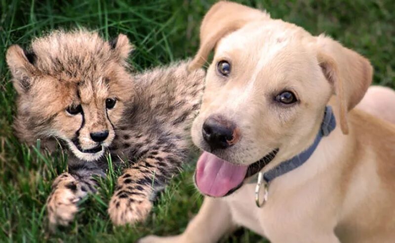 Cheetah and Puppy: Unlikely animal Friendship