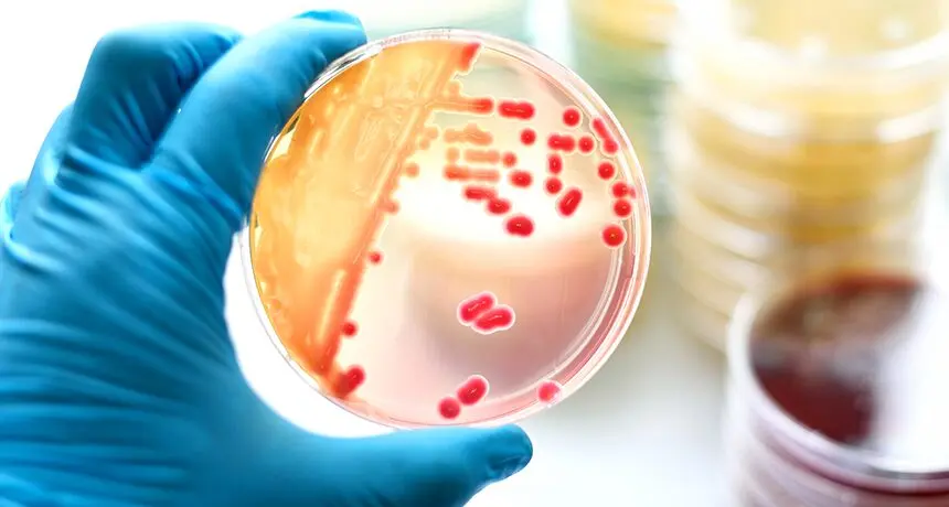 The Invisible Majority: Unveiling the Fascinating World of Microbes