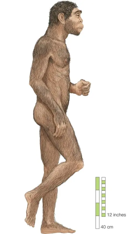 upright man