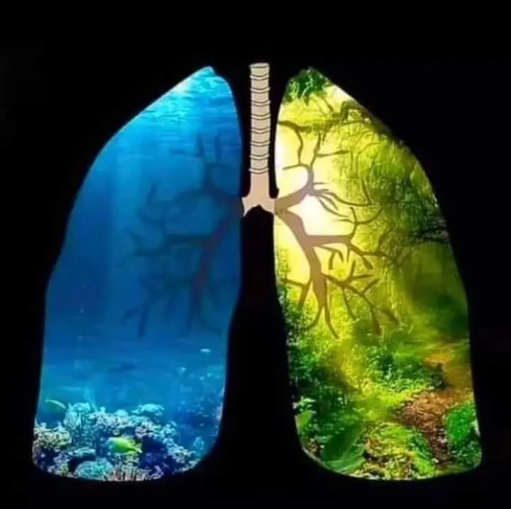 The Blue Planet’s Lungs: Unknown Facts About the Sea