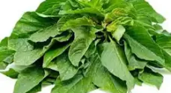 Read The Health Benefit of Amaranthus Vegetable here