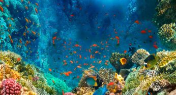 Unknown Facts About the Sea: Unveiling Earth’s Watery Mysteries