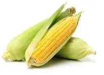 The health Benefit of Maize (ZEA MAYS)