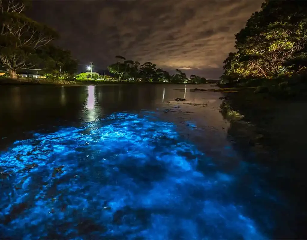 Bio-luminescence: Unknown Facts About the Sea
