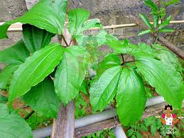 Health Benefit of Fluted Pumpkin