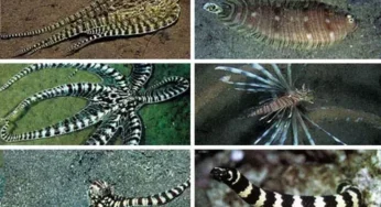 These Animals Possess Superpowers You Won’t Believe Exist!