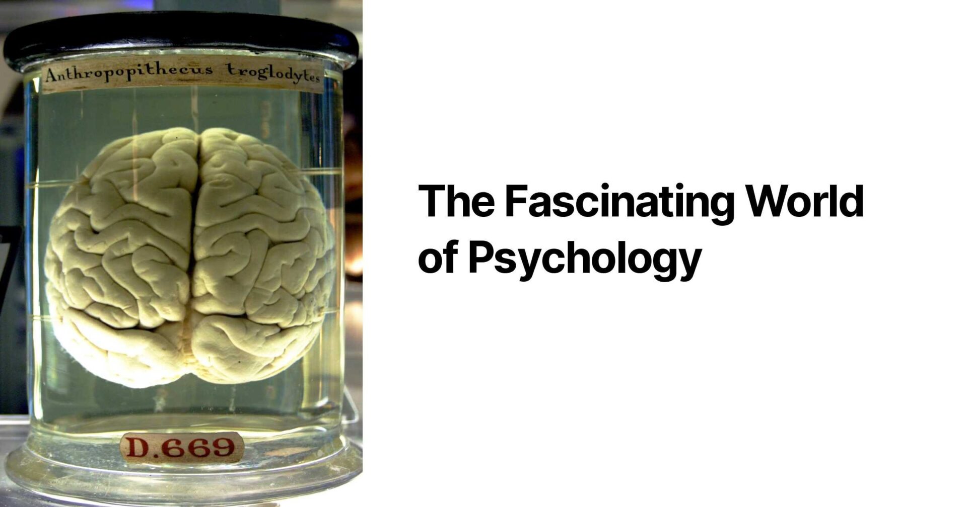 Strange and Surprising World of Psychology