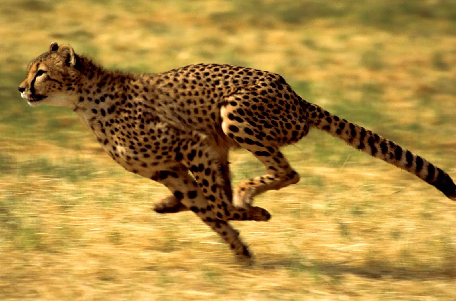 The Cheetah, Fastest in the animal kingdom