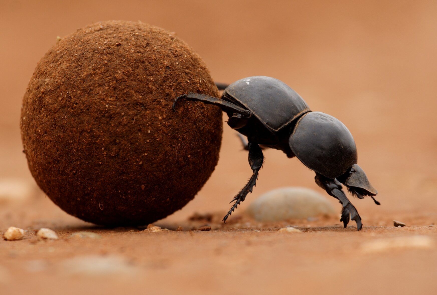The Dung Beetle, Animal Kingdoms Strongest