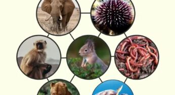 You Won’t Believe These INSANE Animal Kingdom World Records!