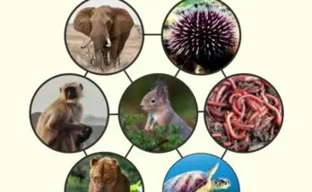 Animal Kingdoms World Records