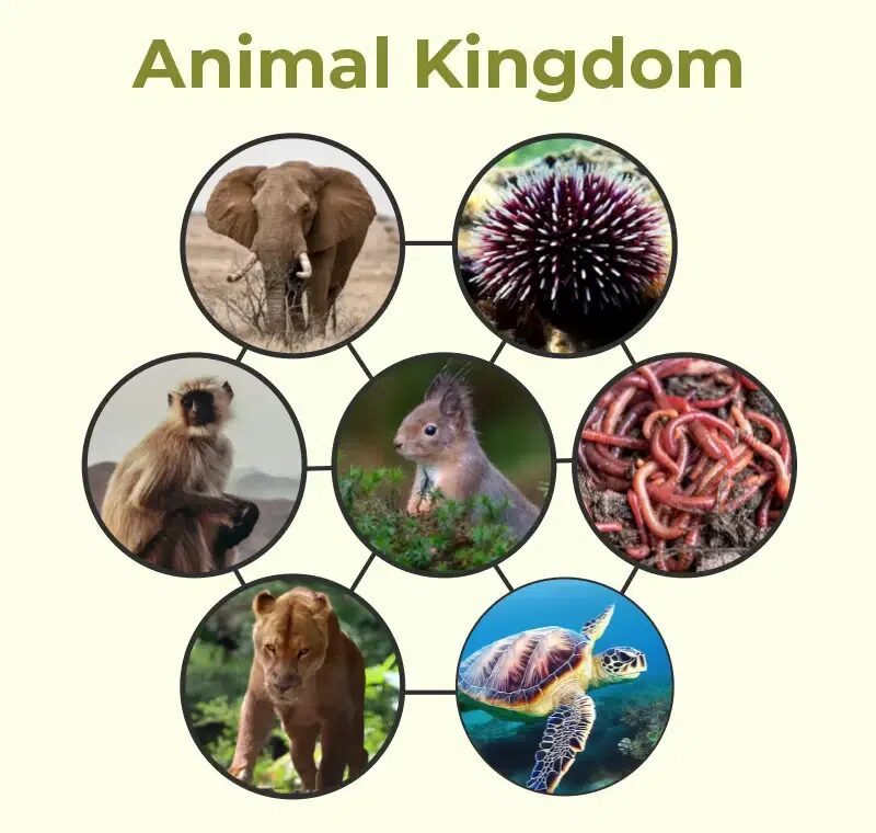 Animal Kingdoms World Records